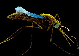 Anopheles stephensi mosquitoes are one of the carriers of the malaria parqasite